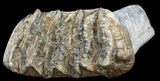 Fossil Stegodon Lower Jaw M Molar - Indonesia #45379-1